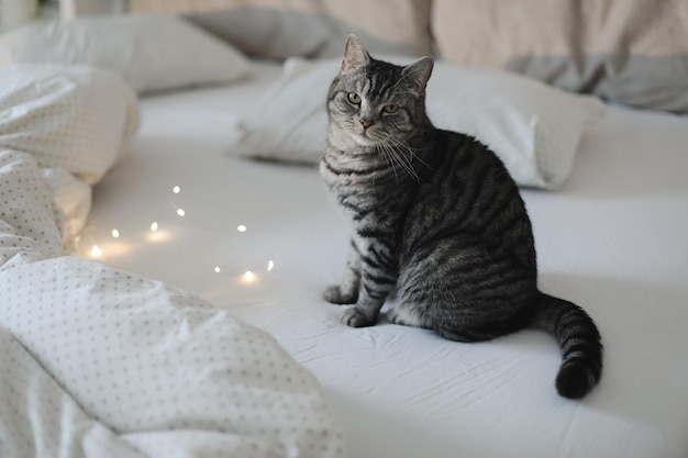 Lindo gato atigrado gris recto escocés en la cama y durmiendo en la suave luz de la mañana lindo gato divertido dormir