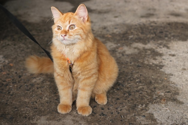 Lindo gato atigrado naranja con correa