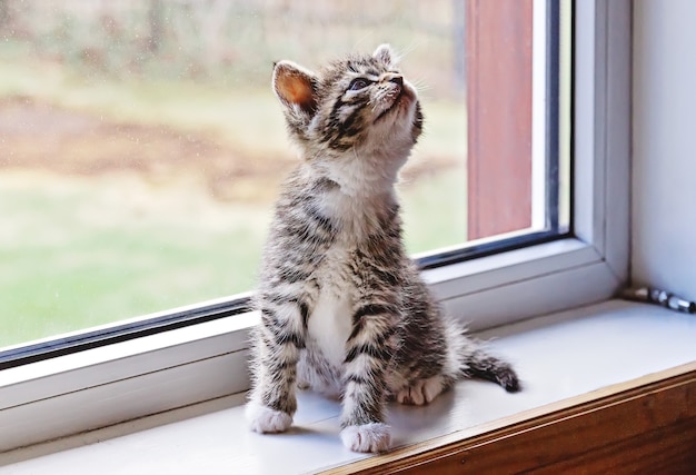 Lindo gato atigrado sentado en el alféizar de la ventana y mirando hacia arriba