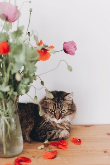 Foto lindo gato atigrado sentado bajo un hermoso ramo de amapolas en una mesa de madera en la habitación