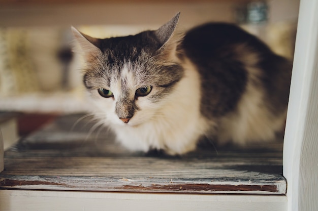 Lindo gato atigrado sentado en una silla de madera rústica relajándose en retro en casa.