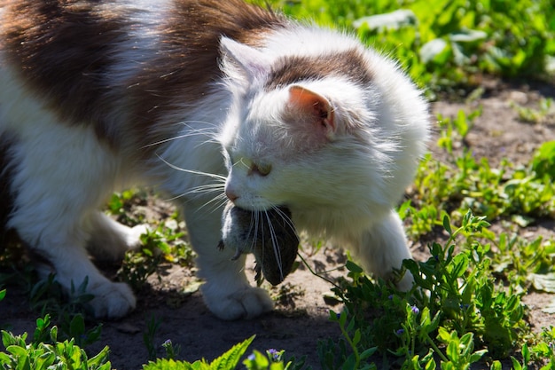 Lindo gato atrapó un ratón y se aferra a los dientes al aire libre