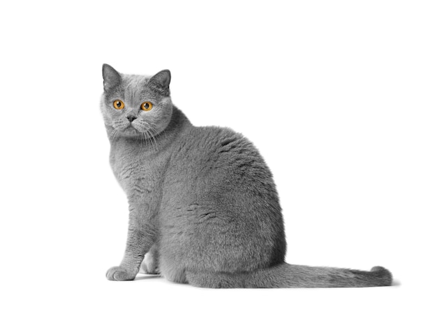 Un lindo gato azul británico de pelo corto se sienta sobre un fondo blanco y mira a la cámara con grandes ojos naranjas gato gris de pura raza aislado