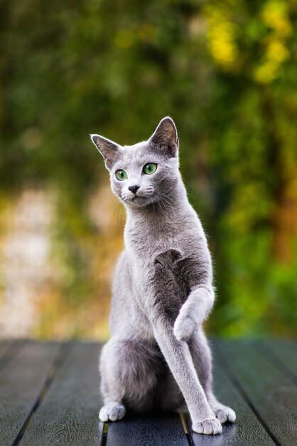 Lindo gato azul sentado e deitado relaxando na mesa no jardim