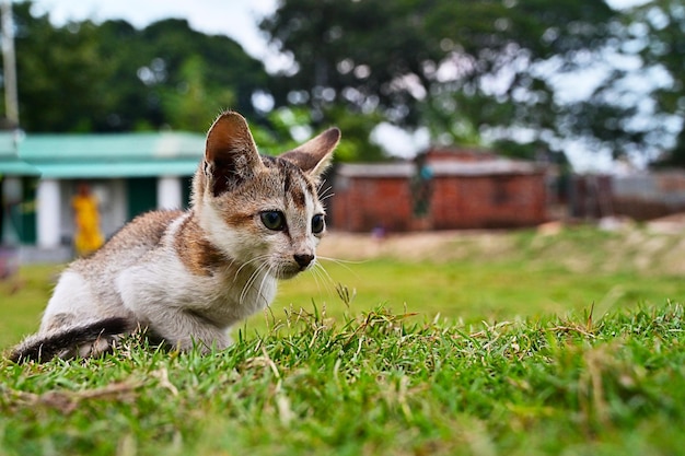 lindo gato bebé o lindo gatito