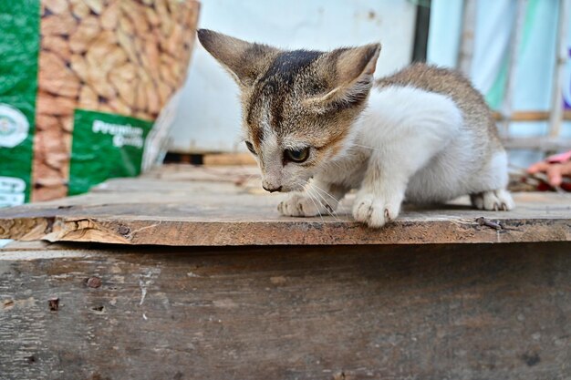 lindo gato bebe o lindo gato