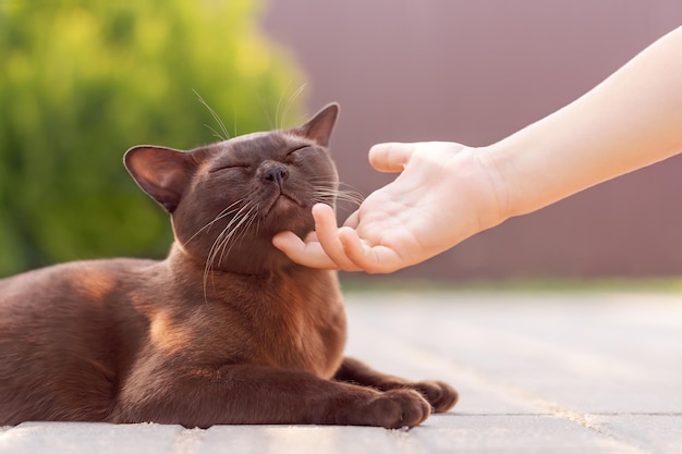 Lindo gato birmanês marrom deitado ao ar livre e criança acariciando o pescoço do gato