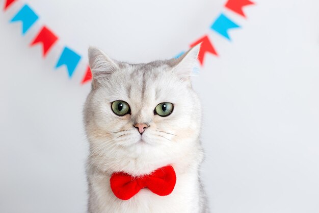 Un lindo gato blanco con una corbata roja sentado en un fondo blanco bajo pequeñas banderas multicolores