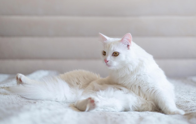 Un lindo gato blanco esponjoso sentado en el sofá y mira hacia otro lado sorprendido Vida de mascotas en el apartamento