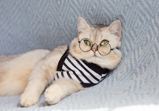 Lindo gato blanco con gafas en manta