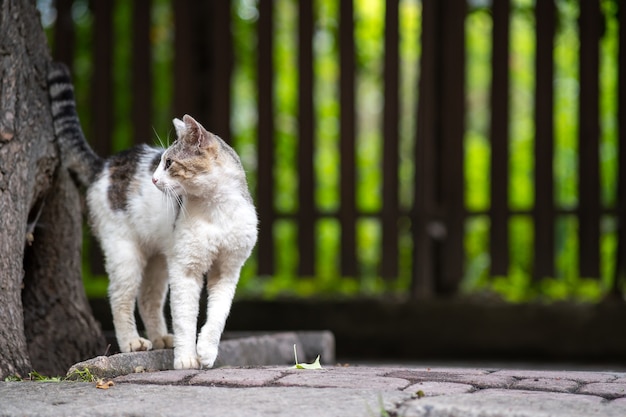 Lindo gato blanco y gris de pie al aire libre en la calle de verano.