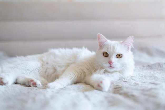 Un lindo gato blanco peludo tendido en el suelo mirando a la cámara La vida de las mascotas en un apartamento