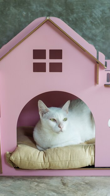 Foto lindo gato blanco en el pequeño hogar rosa.