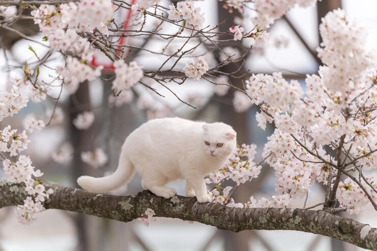 Un lindo gato blanco en la rama de un árbol de cerezas en primavera