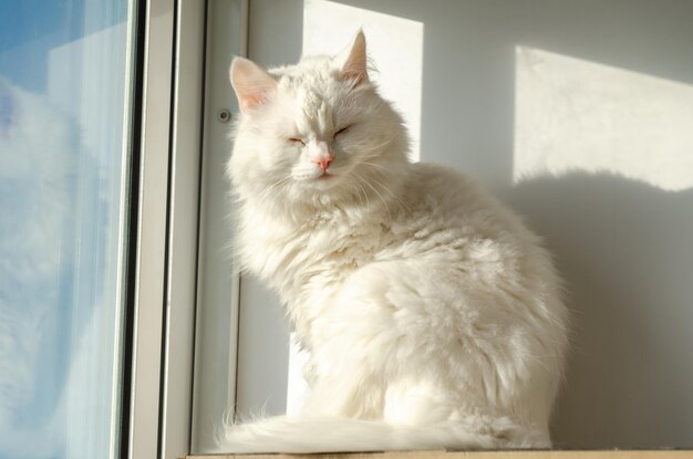 Lindo gato blanco se sienta junto a la ventana, tomando el sol. Gato contento entrecerrar los ojos en un día soleado. Mascota feliz.