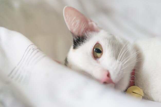 Lindo gato blanco tumbado en la cama. La mascota esponjosa está mirando con curiosidad. Gatito callejero duerme en la cama.