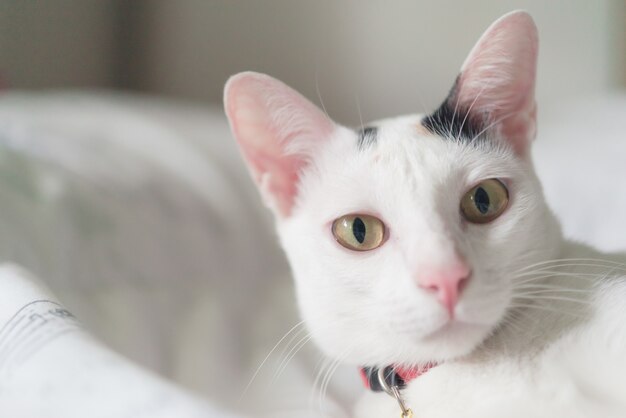 Lindo gato blanco tumbado en la cama. La mascota esponjosa está mirando con curiosidad. Gatito callejero duerme en la cama.