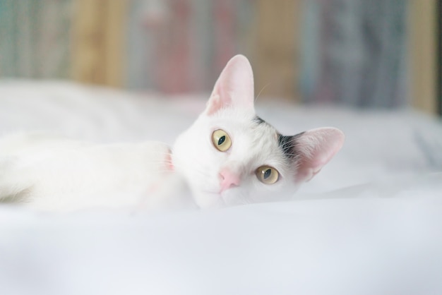 Lindo gato blanco tumbado en la cama. La mascota esponjosa está mirando con curiosidad. Gatito callejero duerme en la cama.