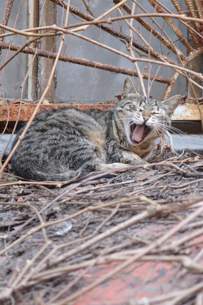 lindo gato bocejando