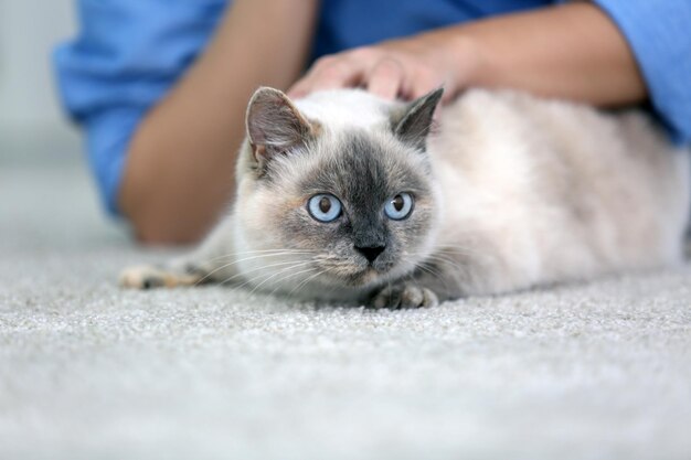 Lindo gato bonito com dono em casa