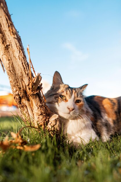 lindo gato bonito encontra-se na grama verde perto da árvore. O animal de estimação está descansando na natureza ao ar livre