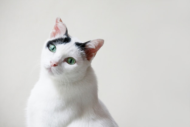 Lindo gato branco e preto sentado desfrutar no terraço