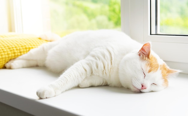 Lindo gato branco e ruivo dormindo no travesseiro no parapeito da janela. Casa aconchegante.