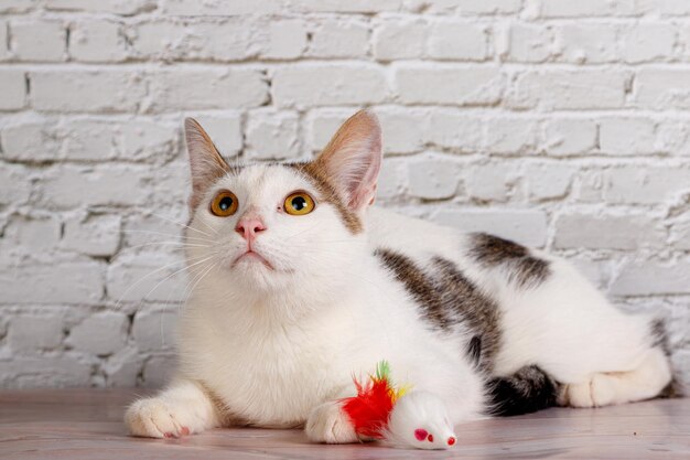 lindo gato branco encontra-se com brinquedos closeup em um fundo de parede de tijolo