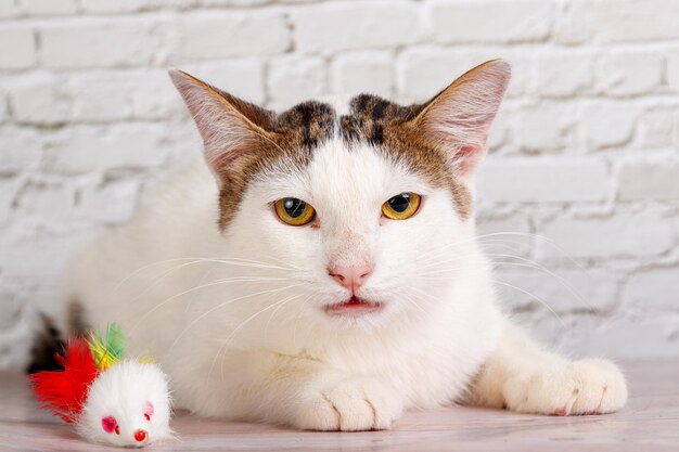 Lindo gato branco encontra-se com brinquedos closeup