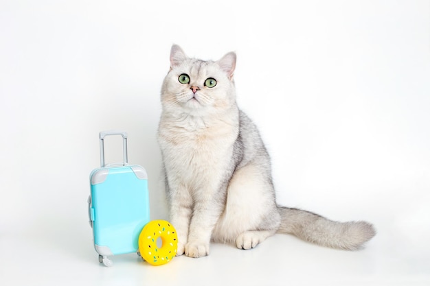 Lindo gato branco senta-se com uma mala em um fundo branco