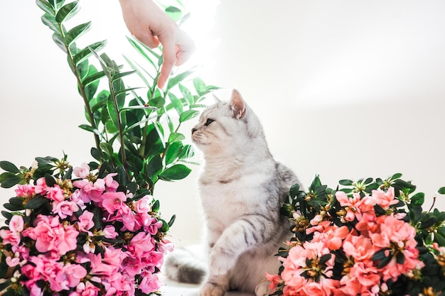 Lindo gato brincando com fitas coloridas Gatinho engraçado cinza