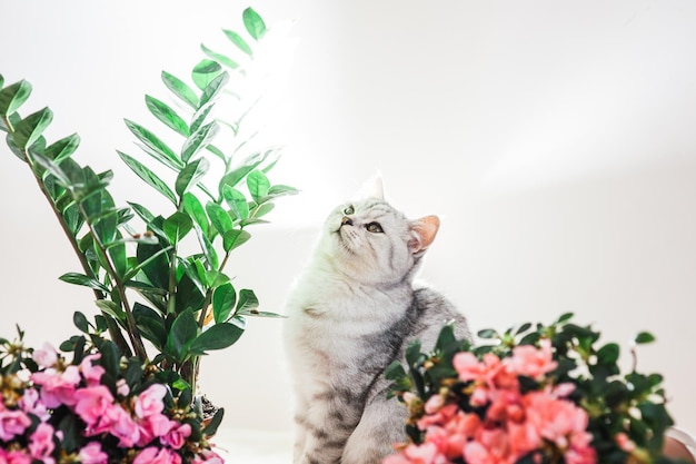 Lindo gato brincando com fitas coloridas Gatinho engraçado cinza