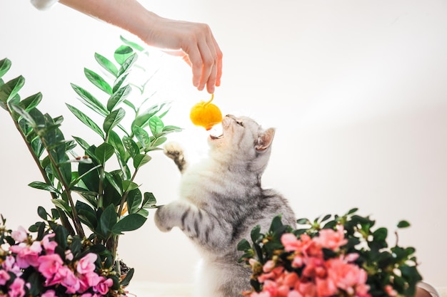 Lindo gato brincando com fitas coloridas Gatinho engraçado cinza