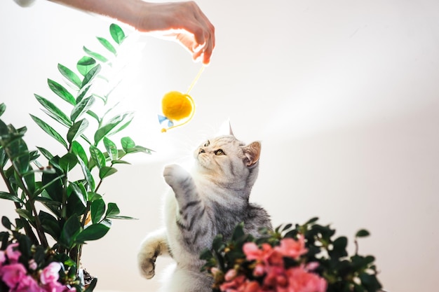 Lindo gato brincando com fitas coloridas Gatinho engraçado cinza