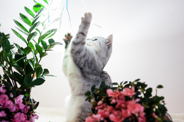 Lindo gato brincando com fitas coloridas Gatinho engraçado cinza