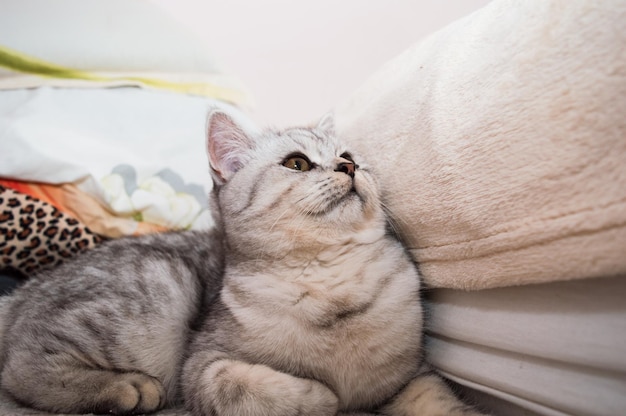 Lindo gato brincando com fitas coloridas Gatinho engraçado cinza