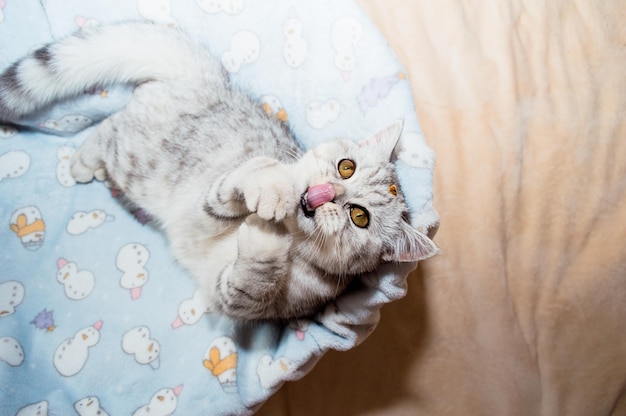 Lindo gato brincando com fitas coloridas Gatinho engraçado cinza