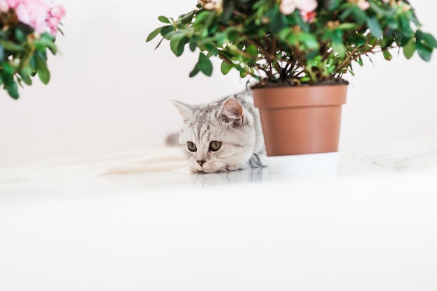 Lindo gato brincando com vasos de flores