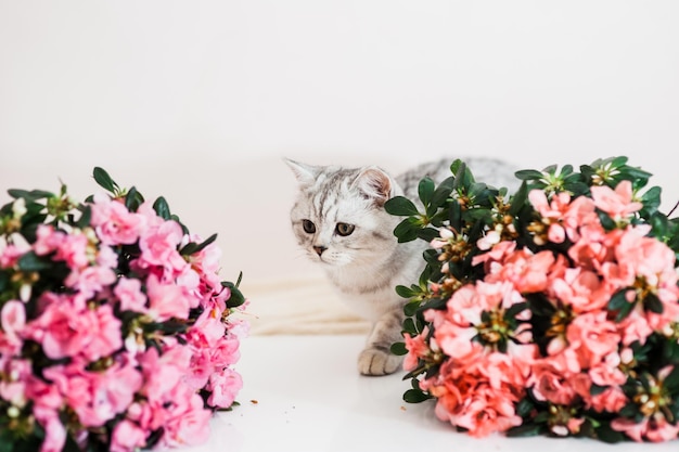 Lindo gato brincando com vasos de flores