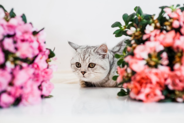 Lindo gato brincando com vasos de flores