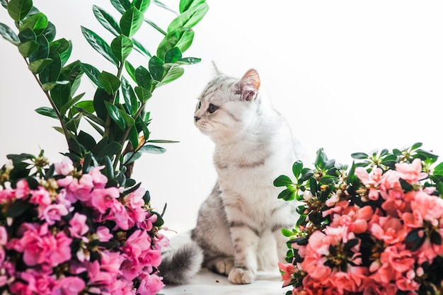 Lindo gato brincando com vasos de flores