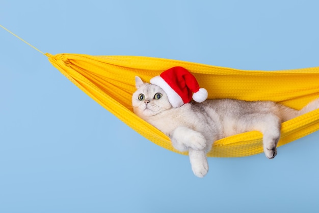 Lindo gato británico blanco con un sombrero rojo de santa claus acostado en una hamaca de tela amarilla