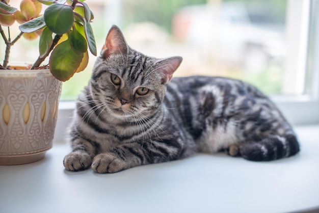 Lindo gato britânico de cabelo curto listrado fofo deitado no peitoril da janela e parece sério animal de estimação em casa