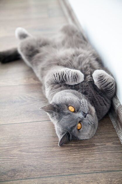 Lindo gato británico de pelo corto con ojos naranjas