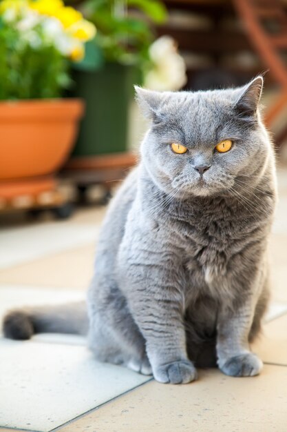 Lindo gato británico de pelo corto con ojos naranjas