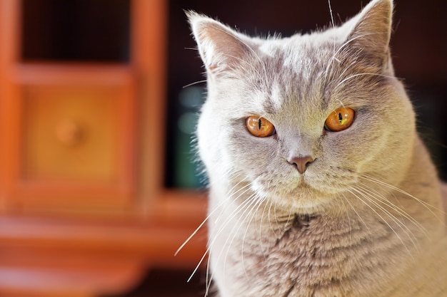 Lindo gato británico de pelo corto relajante