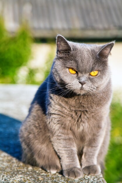 Lindo gato británico de pelo corto relajante