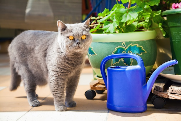 Lindo gato británico de pelo corto relajante