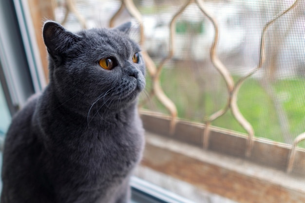 Lindo gato británico de pelo corto sentado junto a la ventana