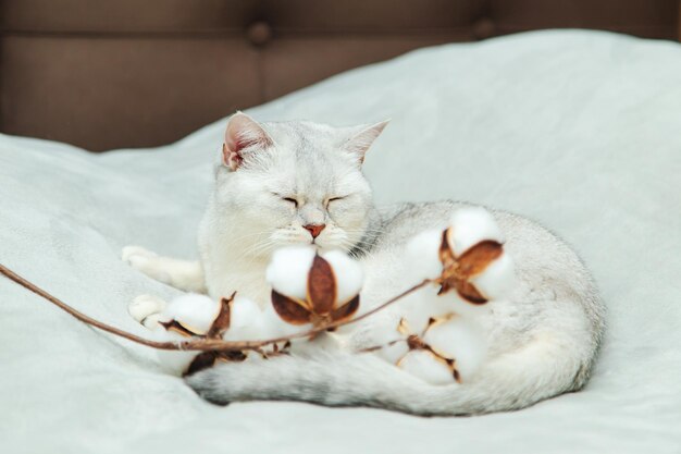 Lindo gato britânico prateado brinca com um ramo de algodão